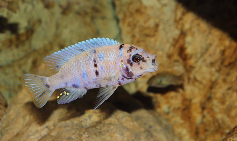 Maylandia zebra 'Likoma Island'